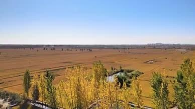 4K航拍稻田水稻耕地村庄蓝天际线视频的预览图